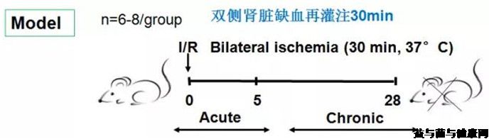 干酪乳杆菌Zhang（LCZ）改善肾脏缺血再灌注损伤的功能