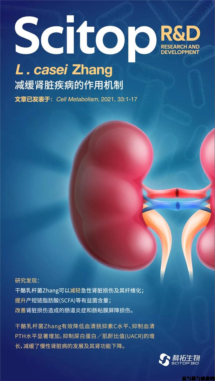 干酪乳杆菌Zhang减缓肾脏疾病的作用机制